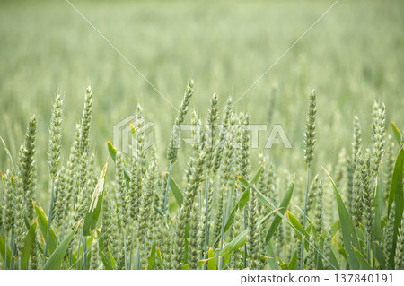 Green Wheat Field Close Up of Unripe Grain Stalks in Summer Agricultural Landscape 137840191