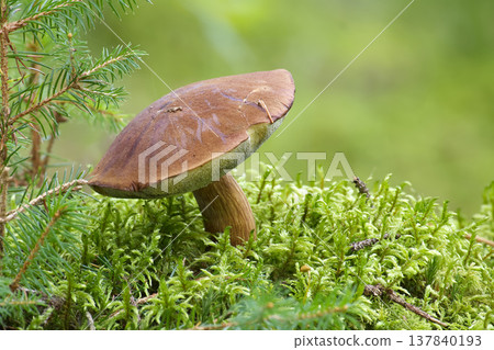 Imleria badia bay bolete mushroom growing in lush green mossy forest floor Imleria badia bay bolete mushroom growing in lush green mossy forest floor 137840193