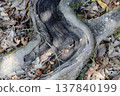 樹根流動的小溪 137840199
