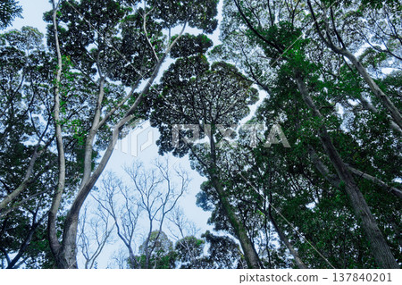 The pattern of the evergreen broadleaf forest canopy in search of light The pattern of the evergreen broadleaf forest canopy in search of light 137840201