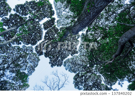 The pattern of the evergreen broadleaf forest canopy in search of light 137840202