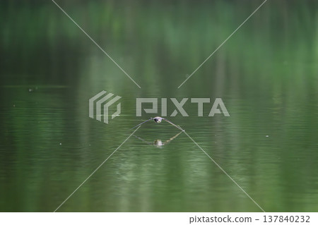 一隻藍尾雨燕高速掠過水面。 一隻藍尾雨燕高速掠過水面。 137840232