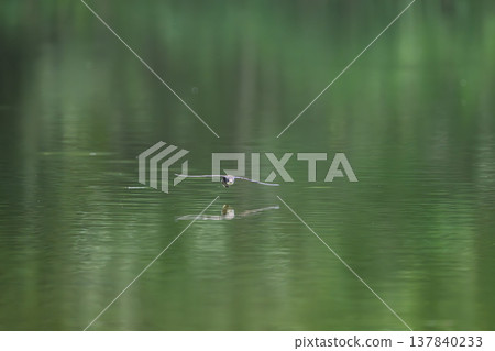 A blue-tailed swift flies at high speed over the water surface 137840233