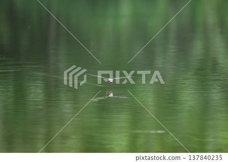 A blue-tailed swift flies at high speed over the water surface 137840235