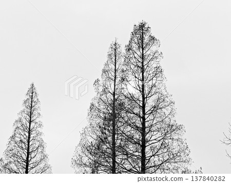 The shape of a Metasequoia tree (Cupressaceae family) 137840282