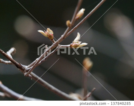 莢蒾科落葉灌木寬葉莢蒾的冬芽。 137840285