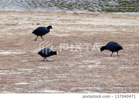 A flock of rails (Eurasian coots) at a reservoir. 137840471