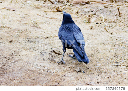A crow (Carrion crow) foraging on the ground. 137840576