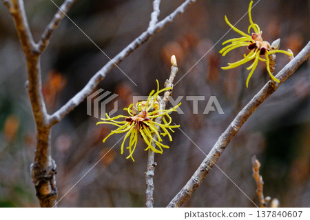 Witch hazel flower 137840607
