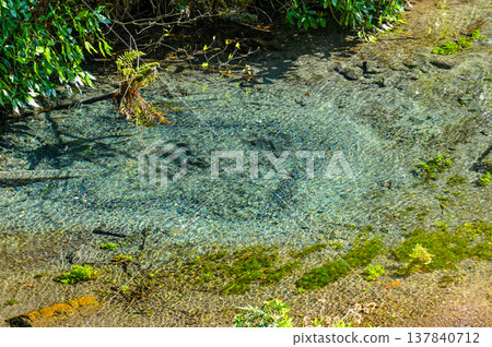 靜岡縣三島市柿田川溫泉 靜岡縣三島市柿田川溫泉 137840712