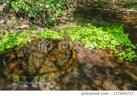 靜岡縣三島市柿田川溫泉 靜岡縣三島市柿田川溫泉 137840727