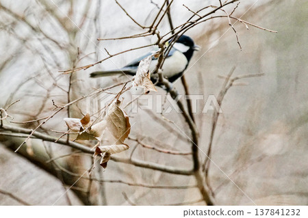 Great tit perched on a branch 137841232