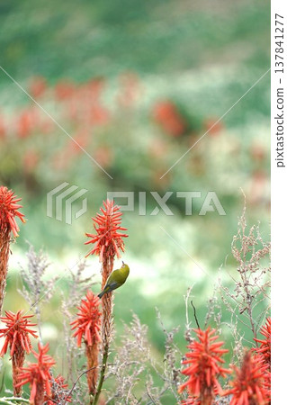 一隻日本繡眼鳥，喉嚨被蘆薈花粉染成了橘色。 137841277