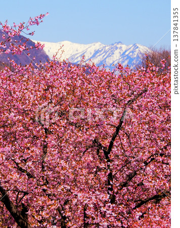 春天白雪皚皚的山峰和盛開的櫻花（豎圖） 137841355