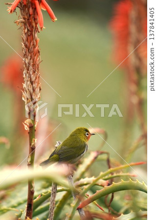 A Japanese white-eye bird whose throat is stained orange by aloe pollen. A Japanese white-eye bird whose throat is stained orange by aloe pollen. 137841405