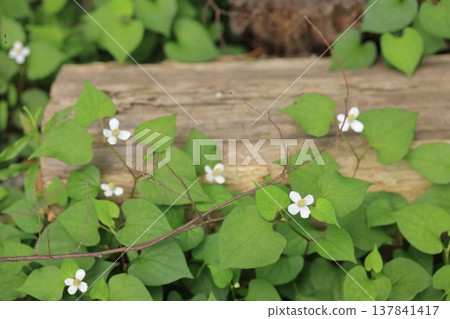 北達見花 北達見花 137841417