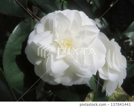 White flower White camellia White flower White camellia 137841441