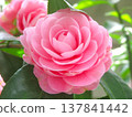 粉紅色的山茶花 137841442