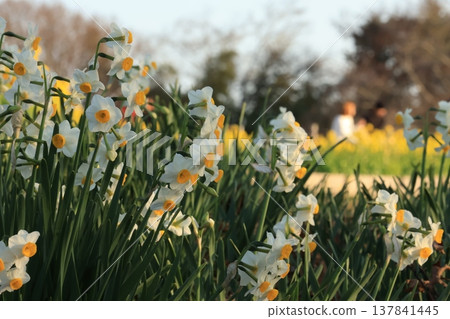 神奈川縣東山公園觀景台附近盛開的水仙花。 神奈川縣東山公園觀景台附近盛開的水仙花。 137841445
