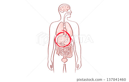 Liver disease concept 137841460