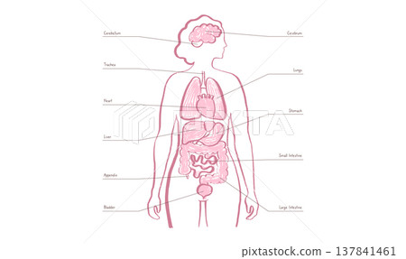Internal Organs Sketch 137841461