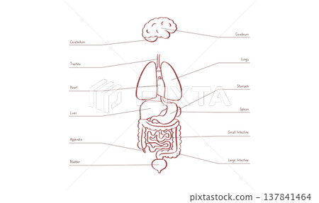 Internal Organs Sketch Internal Organs Sketch 137841464