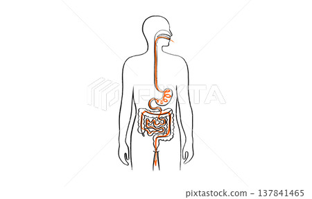 Digestive system diagram Digestive system diagram 137841465