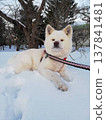 雪地裡的秋田犬 137841481