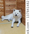 日式房間和秋田犬 137841482