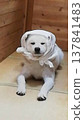 戴著頭巾的秋田犬 137841483
