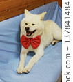 戴著領結的秋田犬 137841484