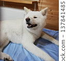 一隻微笑的秋田犬轉過身來。 137841485