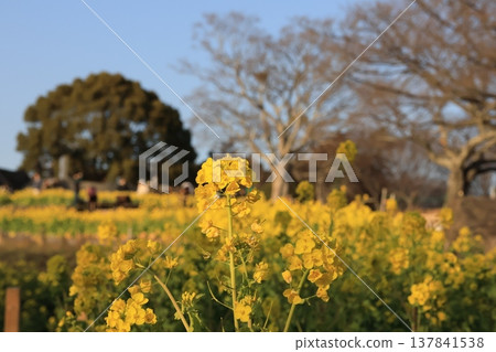 在神奈川縣，東山公園展望台附近的油菜花沐浴在夕陽中。 137841538
