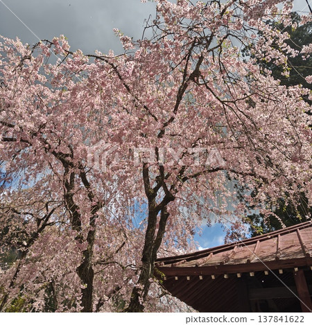 金櫻神社的櫻花，重瓣櫻花。 137841622
