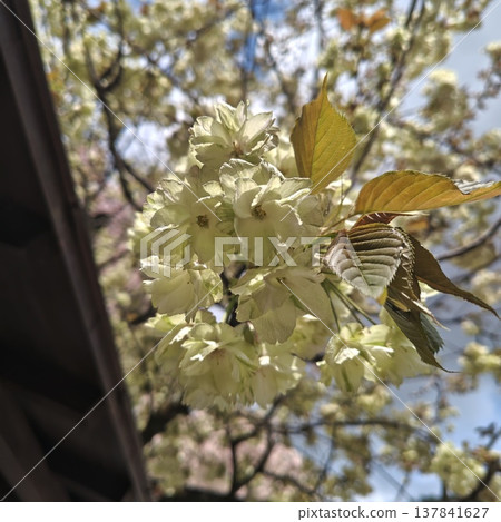 金櫻神社的櫻花,右金櫻。 金櫻神社的櫻花,右金櫻。 137841627