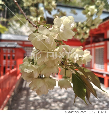 Cherry blossoms at Kinzakura Shrine, Ukonzakura cherry blossoms. Cherry blossoms at Kinzakura Shrine, Ukonzakura cherry blossoms. 137841631