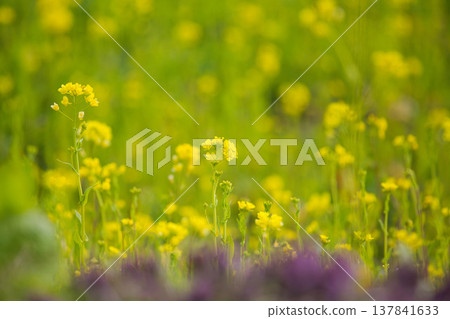 A field of rape blossoms heralding the arrival of spring A field of rape blossoms heralding the arrival of spring 137841633