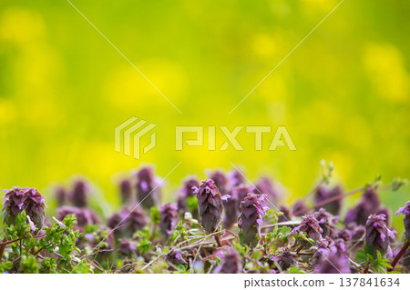 一片油菜花開，預示著春天的到來 137841634