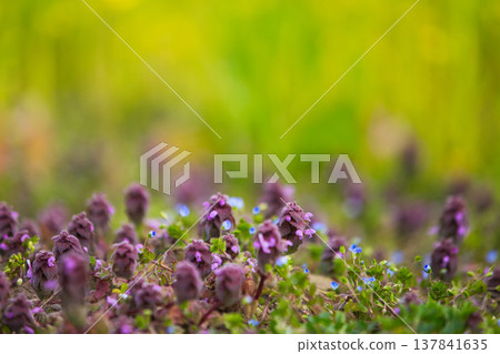 一片油菜花開，預示著春天的到來 137841635