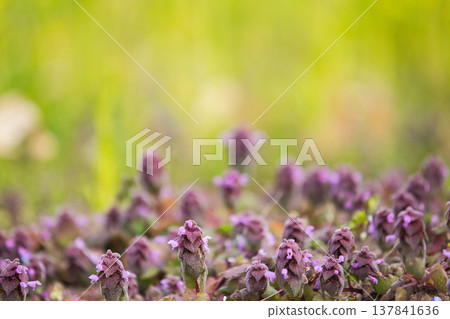 A field of rape blossoms heralding the arrival of spring 137841636