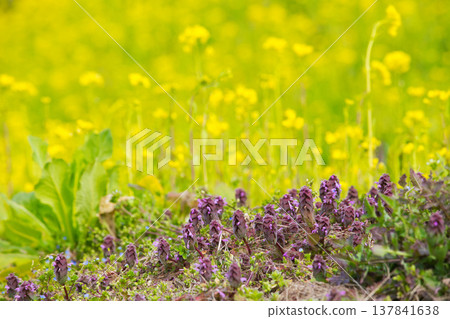 A field of rape blossoms heralding the arrival of spring A field of rape blossoms heralding the arrival of spring 137841638