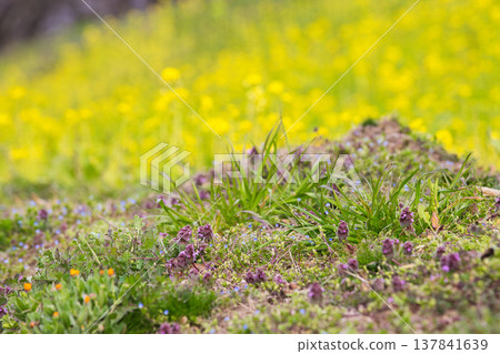 A field of rape blossoms heralding the arrival of spring A field of rape blossoms heralding the arrival of spring 137841639