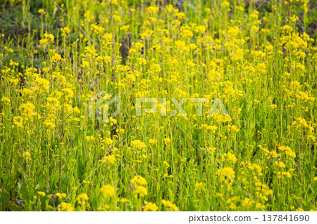 A field of rape blossoms heralding the arrival of spring 137841690