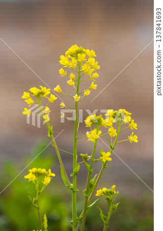 A field of rape blossoms heralding the arrival of spring A field of rape blossoms heralding the arrival of spring 137841693