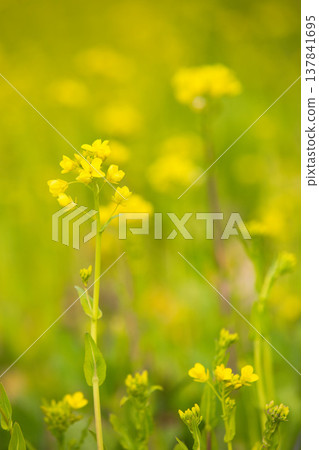 A field of rape blossoms heralding the arrival of spring A field of rape blossoms heralding the arrival of spring 137841695