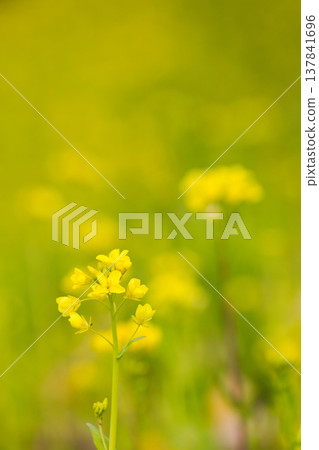 一片油菜花開，預示著春天的到來 137841696