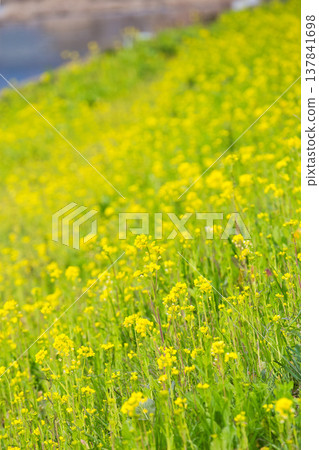 A field of rape blossoms heralding the arrival of spring 137841698
