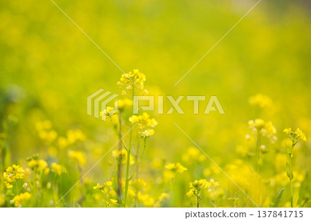 A field of rape blossoms heralding the arrival of spring A field of rape blossoms heralding the arrival of spring 137841715
