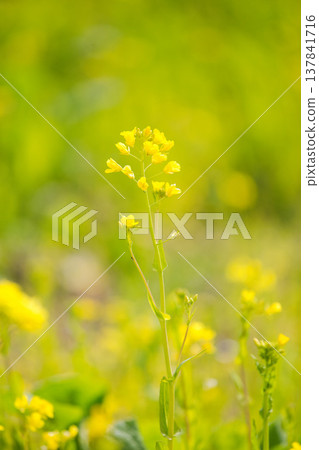 A field of rape blossoms heralding the arrival of spring A field of rape blossoms heralding the arrival of spring 137841716