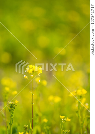 一片油菜花開,預示著春天的到來 一片油菜花開,預示著春天的到來 137841717